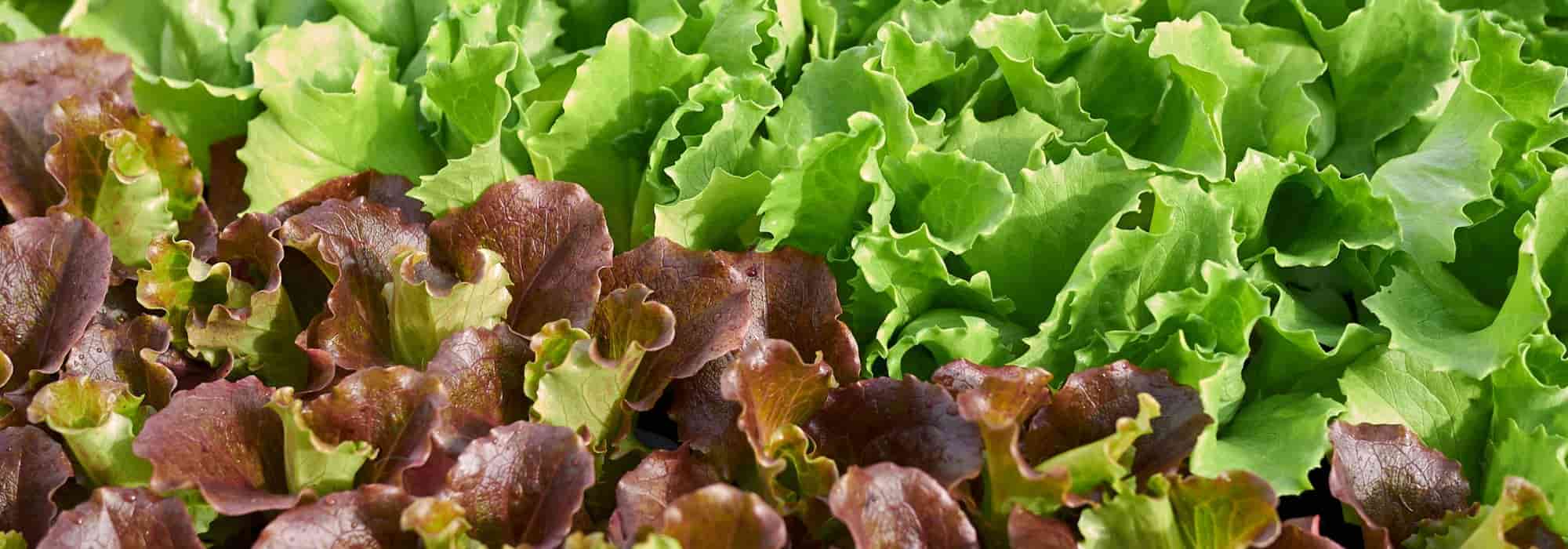 Lettuce: sowing, care and harvesting
