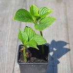 How to make cuttings from hydrangea?