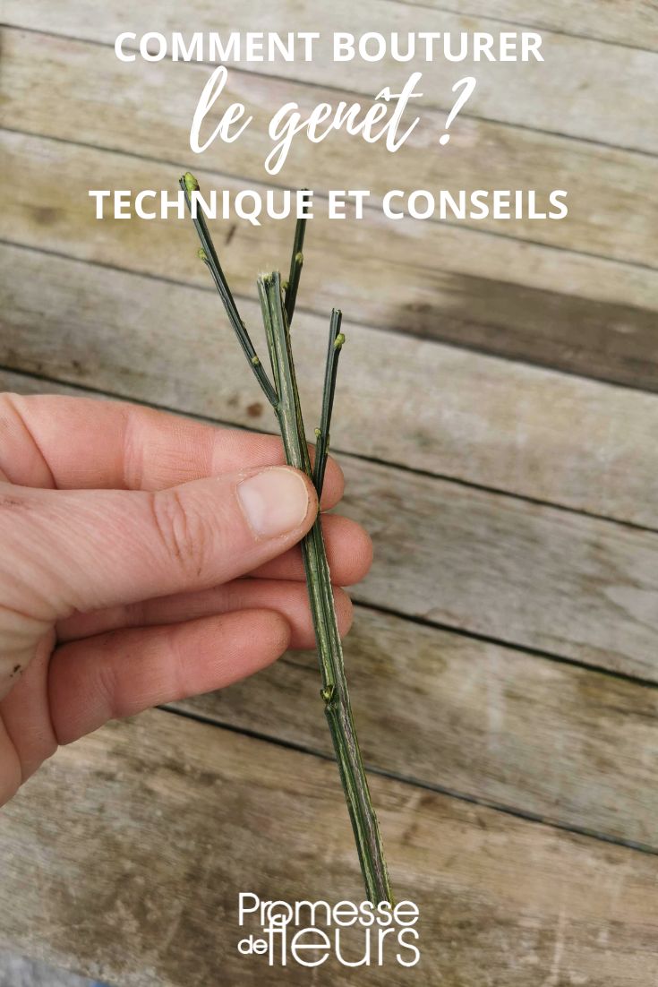 propagating broom by cutting