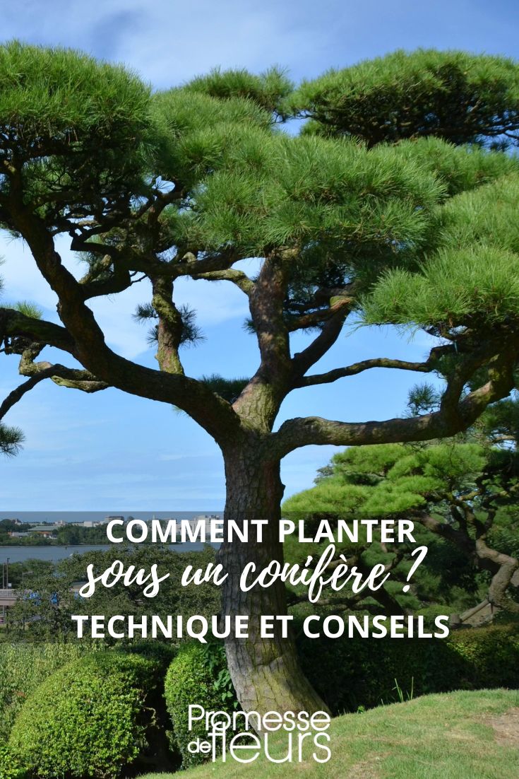 planting under pine, cedar, conifer