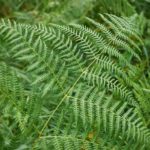 How to use ferns in the garden?