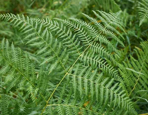 How to use ferns in the garden?