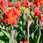 How to propagate cannas?