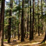 How to plant under a conifer?