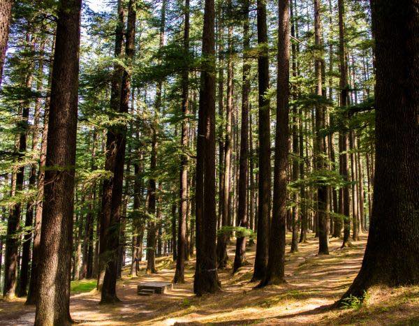 How to plant under a conifer?