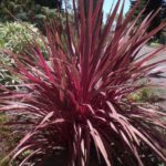 How to propagate Cordyline?