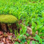 How to divide lily of the valley?