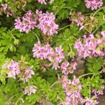 How to prune a Pelargonium?