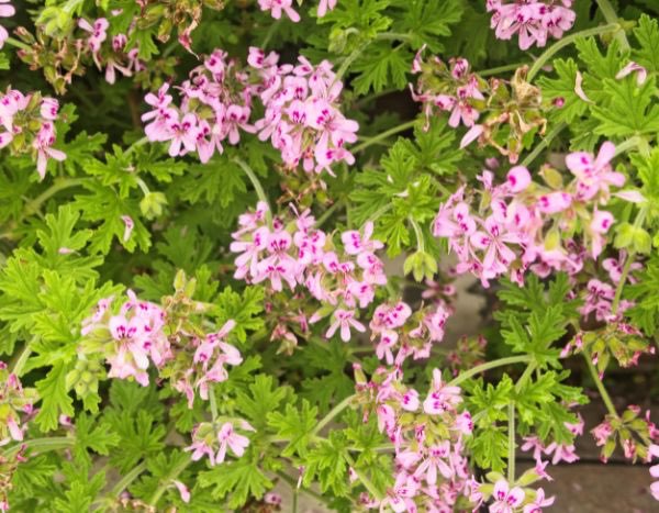 How to prune a Pelargonium?