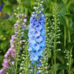 How to sow Delphinium?