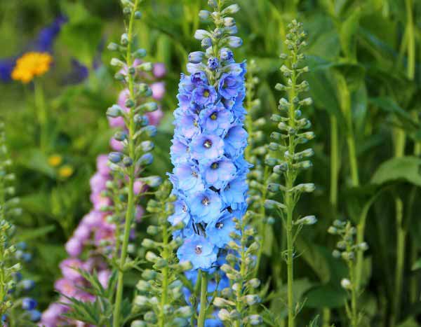 How to sow Delphinium?