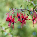 How to prune a Fuchsia?