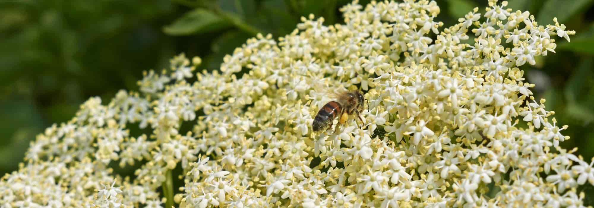 Elderflower fritter recipe