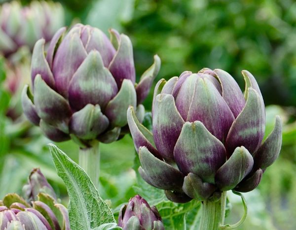 How to divide artichokes?
