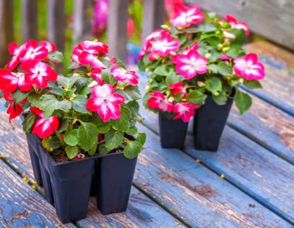 How to sow impatiens?