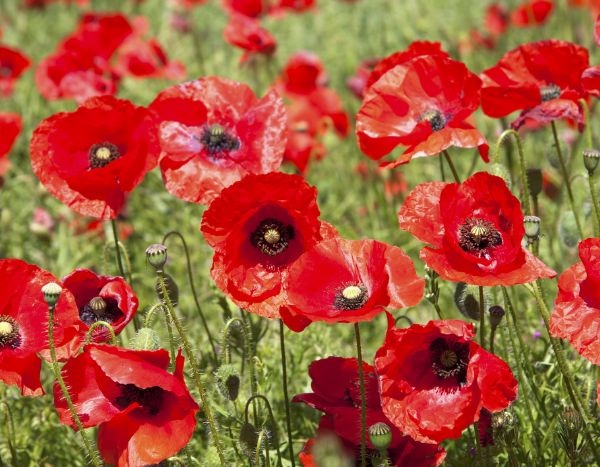How to sow poppies (Papaver rhoeas)