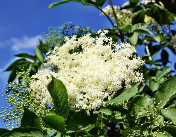 How to make elderflower lemonade?