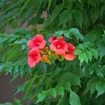 How to get rid of an invasive trumpet vine?