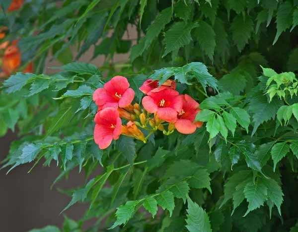 How to get rid of an invasive trumpet vine?