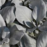 Senecio: planting and care