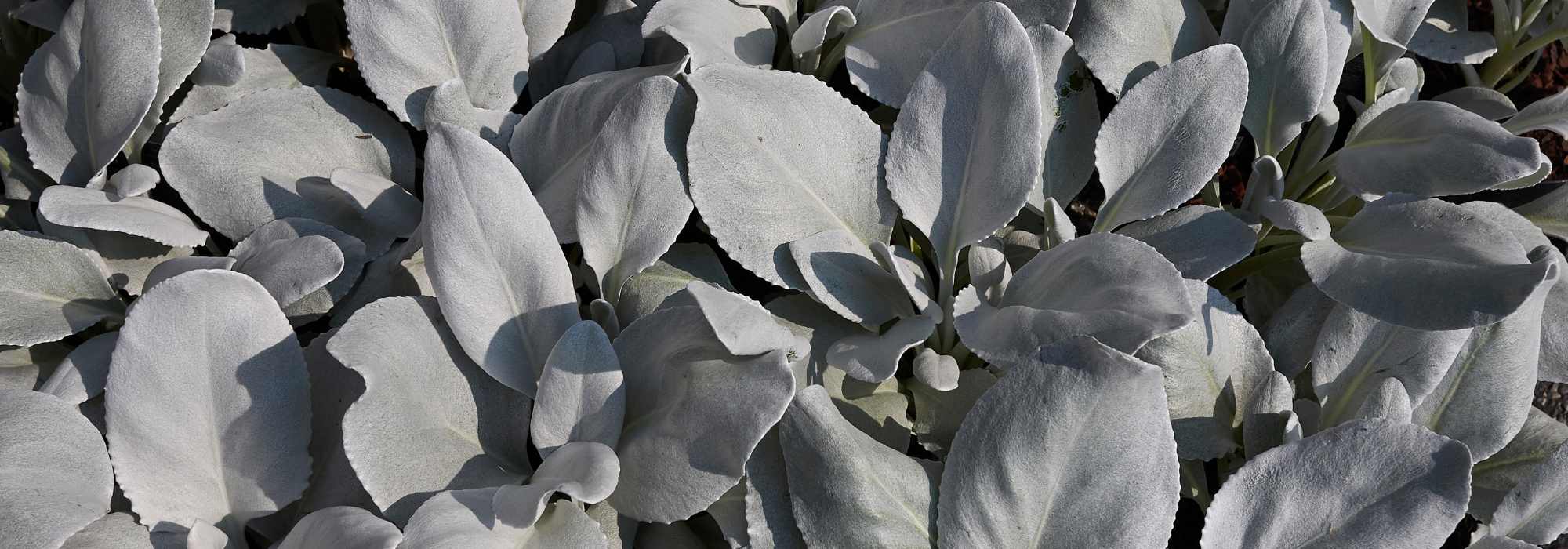 Senecio: planting and care