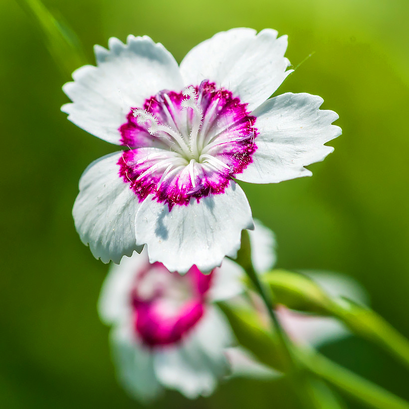 Dianthus seeds
